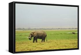 Kenya, Amboseli National Park, One Female Elephant in Grassland in Cloudy Weather-Thibault Van Stratum-Framed Stretched Canvas