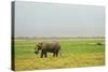 Kenya, Amboseli National Park, One Female Elephant in Grassland in Cloudy Weather-Thibault Van Stratum-Stretched Canvas