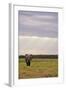 Kenya, Amboseli National Park, One Female Elephant in Grassland in Cloudy Weather-Anthony Asael-Framed Photographic Print