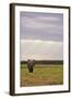 Kenya, Amboseli National Park, One Female Elephant in Grassland in Cloudy Weather-Anthony Asael-Framed Photographic Print