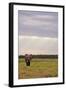 Kenya, Amboseli National Park, One Female Elephant in Grassland in Cloudy Weather-Anthony Asael-Framed Photographic Print