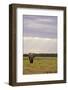 Kenya, Amboseli National Park, One Female Elephant in Grassland in Cloudy Weather-Anthony Asael-Framed Photographic Print