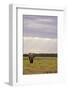 Kenya, Amboseli National Park, One Female Elephant in Grassland in Cloudy Weather-Anthony Asael-Framed Photographic Print