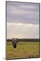 Kenya, Amboseli National Park, One Female Elephant in Grassland in Cloudy Weather-Anthony Asael-Mounted Photographic Print