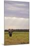 Kenya, Amboseli National Park, One Female Elephant in Grassland in Cloudy Weather-Anthony Asael-Mounted Photographic Print