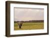 Kenya, Amboseli National Park, One Female Elephant in Grassland in Cloudy Weather-Thibault Van Stratum-Framed Photographic Print