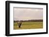 Kenya, Amboseli National Park, One Female Elephant in Grassland in Cloudy Weather-Thibault Van Stratum-Framed Photographic Print