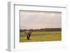 Kenya, Amboseli National Park, One Female Elephant in Grassland in Cloudy Weather-Thibault Van Stratum-Framed Photographic Print