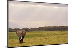 Kenya, Amboseli National Park, One Female Elephant in Grassland in Cloudy Weather-Thibault Van Stratum-Mounted Photographic Print