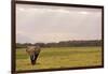 Kenya, Amboseli National Park, One Female Elephant in Grassland in Cloudy Weather-Thibault Van Stratum-Framed Photographic Print