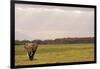 Kenya, Amboseli National Park, One Female Elephant in Grassland in Cloudy Weather-Thibault Van Stratum-Framed Photographic Print