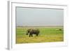 Kenya, Amboseli National Park, One Female Elephant in Grassland in Cloudy Weather-Thibault Van Stratum-Framed Photographic Print