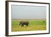 Kenya, Amboseli National Park, One Female Elephant in Grassland in Cloudy Weather-Thibault Van Stratum-Framed Photographic Print