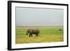 Kenya, Amboseli National Park, One Female Elephant in Grassland in Cloudy Weather-Thibault Van Stratum-Framed Photographic Print