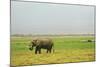 Kenya, Amboseli National Park, One Female Elephant in Grassland in Cloudy Weather-Thibault Van Stratum-Mounted Photographic Print