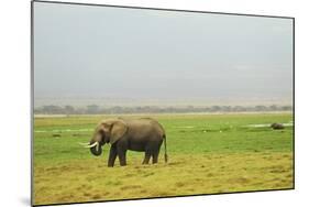 Kenya, Amboseli National Park, One Female Elephant in Grassland in Cloudy Weather-Thibault Van Stratum-Mounted Photographic Print
