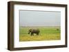 Kenya, Amboseli National Park, One Female Elephant in Grassland in Cloudy Weather-Thibault Van Stratum-Framed Photographic Print