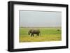 Kenya, Amboseli National Park, One Female Elephant in Grassland in Cloudy Weather-Thibault Van Stratum-Framed Photographic Print