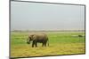 Kenya, Amboseli National Park, One Female Elephant in Grassland in Cloudy Weather-Thibault Van Stratum-Mounted Photographic Print