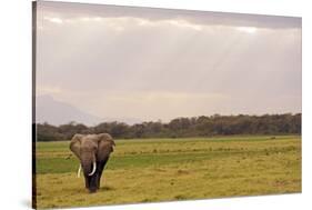 Kenya, Amboseli National Park, One Female Elephant in Grassland in Cloudy Weather-Thibault Van Stratum-Stretched Canvas