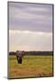 Kenya, Amboseli National Park, One Female Elephant in Grassland in Cloudy Weather-Anthony Asael/Art in All of Us-Mounted Photographic Print