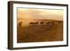 Kenya, Amboseli National Park, Wildebeest Running at Sunset-Anthony Asael-Framed Photographic Print