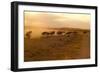 Kenya, Amboseli National Park, Wildebeest Running at Sunset-Anthony Asael-Framed Photographic Print