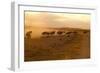 Kenya, Amboseli National Park, Wildebeest Running at Sunset-Anthony Asael-Framed Photographic Print