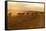 Kenya, Amboseli National Park, Wildebeest Running at Sunset-Anthony Asael-Framed Stretched Canvas