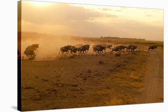 Kenya, Amboseli National Park, Wildebeest Running at Sunset-Anthony Asael-Stretched Canvas