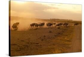 Kenya, Amboseli National Park, Wildebeest Running at Sunset-Anthony Asael-Stretched Canvas