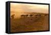 Kenya, Amboseli National Park, Wildebeest Running at Sunset-Anthony Asael-Framed Stretched Canvas