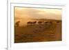 Kenya, Amboseli National Park, Wildebeest Running at Sunset-Anthony Asael-Framed Photographic Print