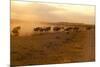 Kenya, Amboseli National Park, Wildebeest Running at Sunset-Anthony Asael-Mounted Photographic Print