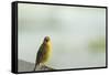Kenya, Amboseli National Park, Yellow Canary or Weaver-Thibault Van Stratum-Framed Stretched Canvas