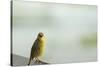 Kenya, Amboseli National Park, Yellow Canary or Weaver-Thibault Van Stratum-Stretched Canvas