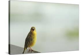 Kenya, Amboseli National Park, Yellow Canary or Weaver-Thibault Van Stratum-Stretched Canvas