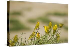 Kenya, Amboseli National Park, Yellow Canary or Weaver-Anthony Asael-Stretched Canvas