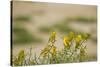 Kenya, Amboseli National Park, Yellow Canary or Weaver-Anthony Asael-Stretched Canvas