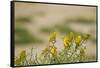 Kenya, Amboseli National Park, Yellow Canary or Weaver-Anthony Asael-Framed Stretched Canvas