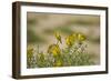 Kenya, Amboseli National Park, Yellow Canary or Weaver-Anthony Asael-Framed Photographic Print