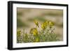 Kenya, Amboseli National Park, Yellow Canary or Weaver-Anthony Asael-Framed Photographic Print