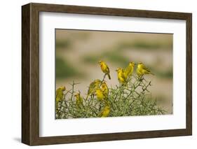 Kenya, Amboseli National Park, Yellow Canary or Weaver-Anthony Asael-Framed Photographic Print