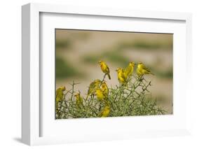 Kenya, Amboseli National Park, Yellow Canary or Weaver-Anthony Asael-Framed Photographic Print