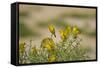 Kenya, Amboseli National Park, Yellow Canary or Weaver-Anthony Asael-Framed Stretched Canvas