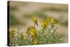 Kenya, Amboseli National Park, Yellow Canary or Weaver-Anthony Asael-Stretched Canvas