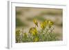 Kenya, Amboseli National Park, Yellow Canary or Weaver-Anthony Asael-Framed Photographic Print