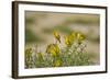 Kenya, Amboseli National Park, Yellow Canary or Weaver-Anthony Asael-Framed Photographic Print