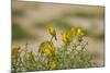 Kenya, Amboseli National Park, Yellow Canary or Weaver-Anthony Asael-Mounted Photographic Print