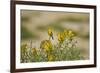 Kenya, Amboseli National Park, Yellow Canary or Weaver-Anthony Asael-Framed Photographic Print